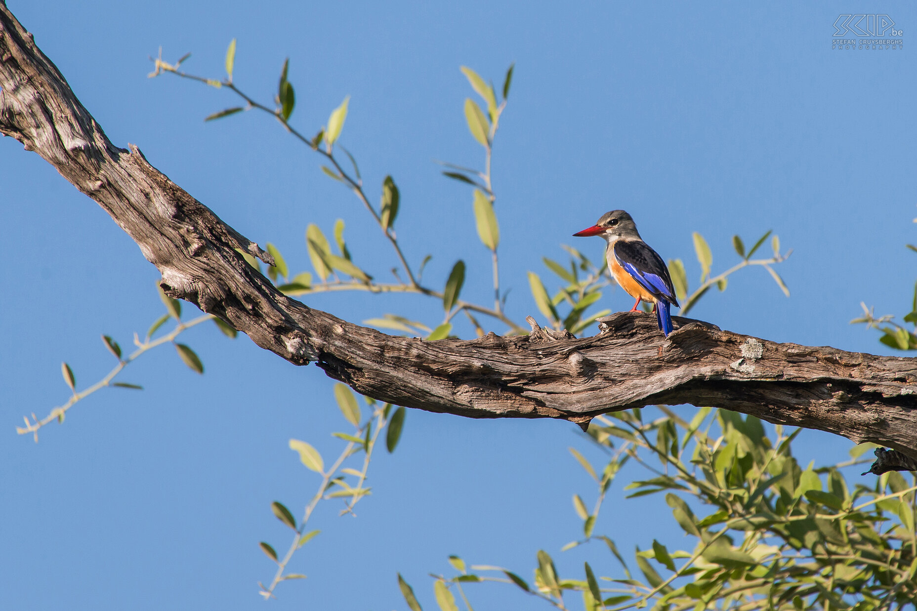 South Luangwa - Grijskopijsvogel De grijskopijsvogel (Grey-headed kingfisher, Halcyon leucocephala) komt voor in gebieden met struikgewas en bossen. Ze leven meestal in de buurt van water, maar in tegenstelling tot de meeste ijsvogels vissen ze niet. Ze eten voornamelijk insecten en zelfs kleine hagedissen. Stefan Cruysberghs